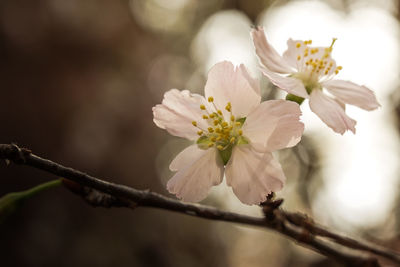 Close-up of apple blossoms in spring