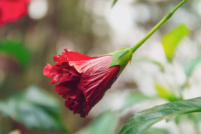 I found this hibiscus flower while walking to our camping area in a mountain in west java.