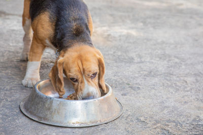 Close-up of a dog