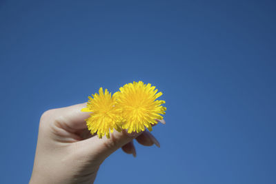 Close-up of hand holding yellow flower against blue sky