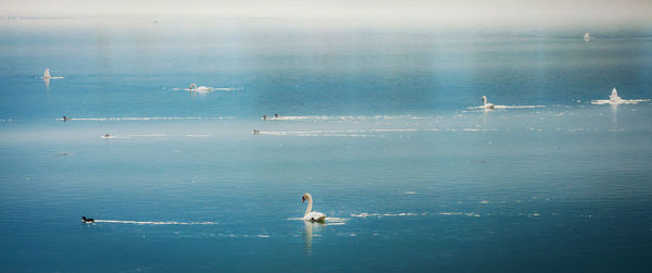 Birds flying over sea