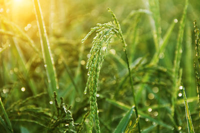 Close-up of wet grass on field