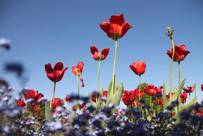 Close-up of red poppy flowers against the sky