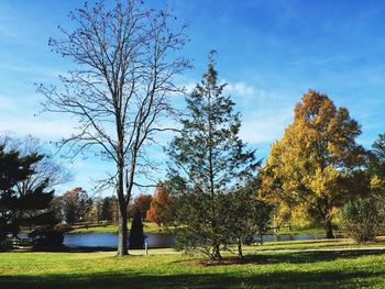 Trees in park against sky during autumn