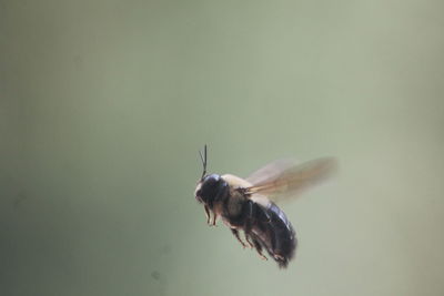 Close-up of a bird flying