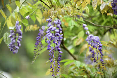 Close-up of purple flowering plants