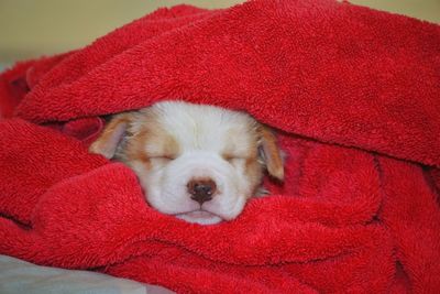 Close-up of dog sleeping