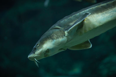 Close up of a sturgeon in aquarium