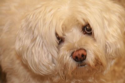 Close-up portrait of dog