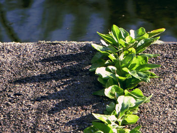 High angle view of plants