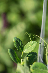 Close-up of small plant