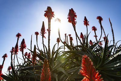 Low angle view of flowering plants against sky