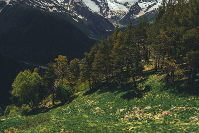 Plants growing on land