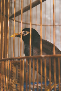 Close-up of bird in cage