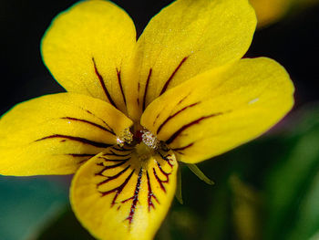 Close-up of yellow flowering plant