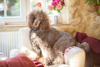 Big royal standard poodle lying on a white sofa indoor