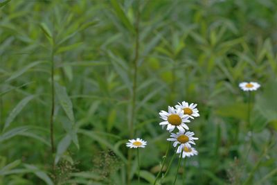 Close-up of flowers blooming in field