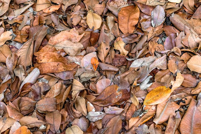 Full frame shot of dry leaves