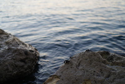 Bird on rock by sea