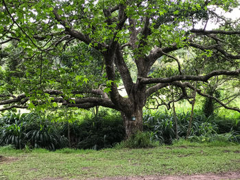 Trees in forest