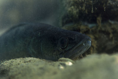 Close-up of fish swimming in sea