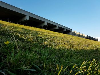 Grass growing on field against clear sky