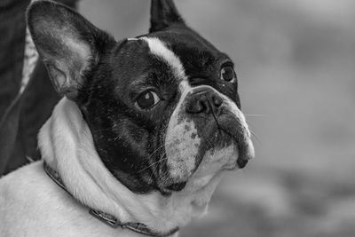 Close-up of dog looking away