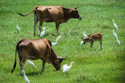 Cows grazing on field