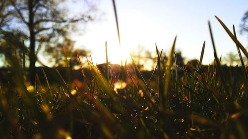 Close-up of grass growing on field