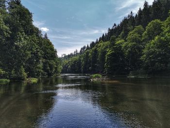 Scenic view of river in forest against sky