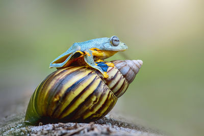 Close-up of frog on shell