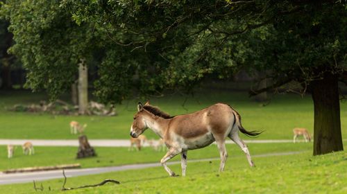 Horse on field