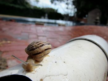 Close-up of snail