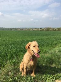 Dog on field against sky