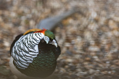 Close-up of a bird