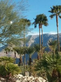 Palm trees on landscape against sky