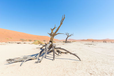 Bare trees in desert against clear blue sky