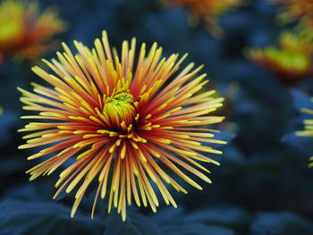 Close-up of yellow flower