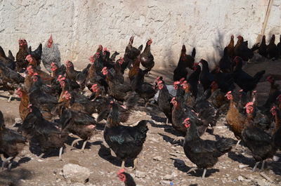 High angle view of chickens 