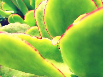 Close-up of ant on cactus