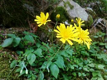 Close-up of yellow flower