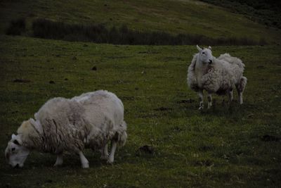 Sheep in a field