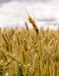 Close-up of wheat growing on field against sky