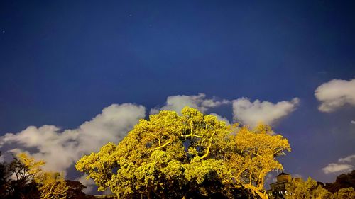Low angle view of yellow trees against sky