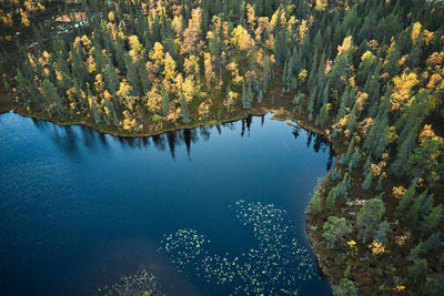 High angle view of trees by lake in forest