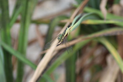 Close-up of insect on grass