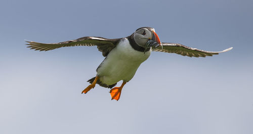 Low angle view of atlantic puffin carrying fish in mouth while flying against sky