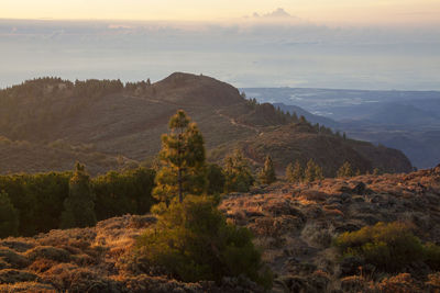 Pico las nieves landscape, gran canaria