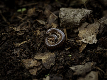 Close-up of snail on field