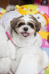 Close-up portrait of a dog